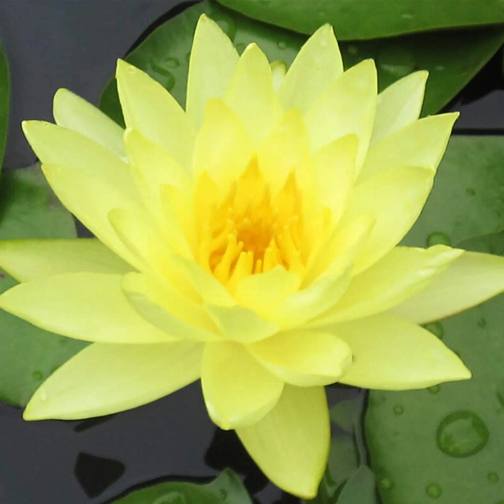 Hardy Water Lily Tuber Aquatic Pond Plant W722030