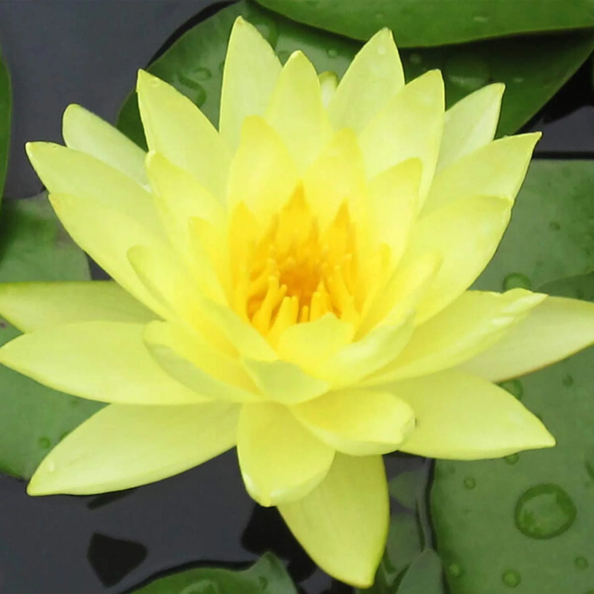 Hardy Water Lily Tuber Aquatic Pond Plant W722030