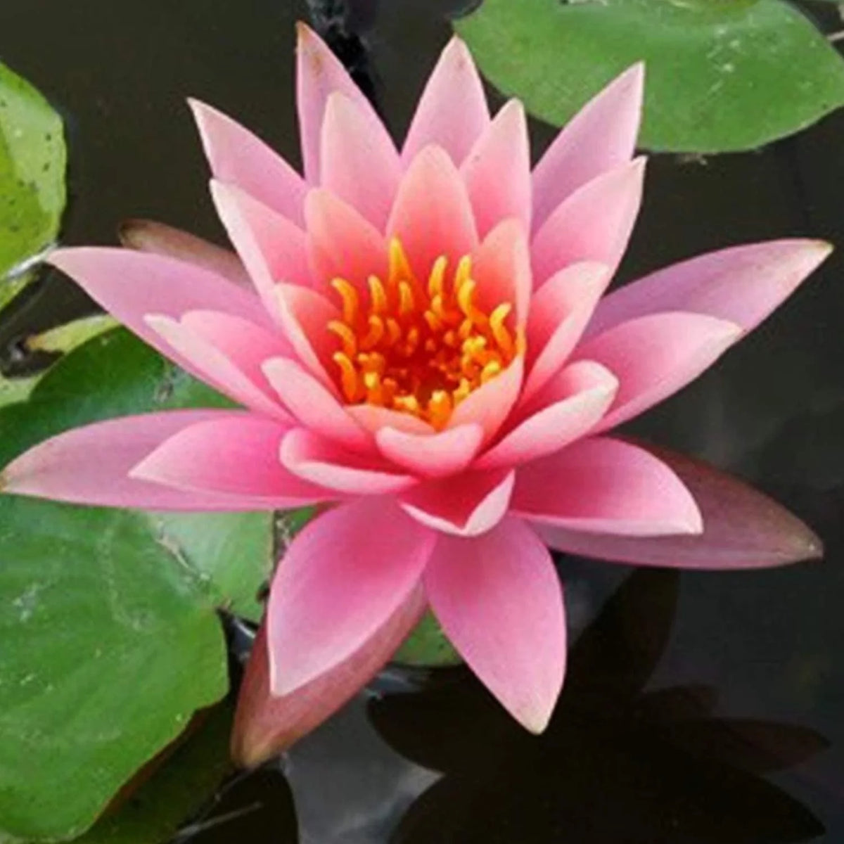 Hardy Water Lily Tuber Aquatic Pond Plant W722030