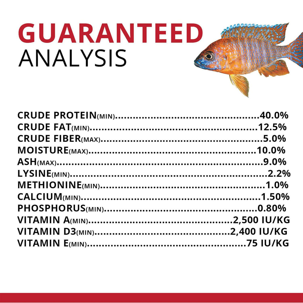 Bug Bites Cichlid I372