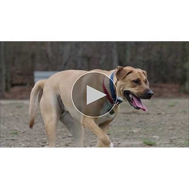 Chicken Dog Chews B581252