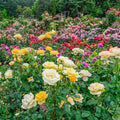 Mixed Roses V772