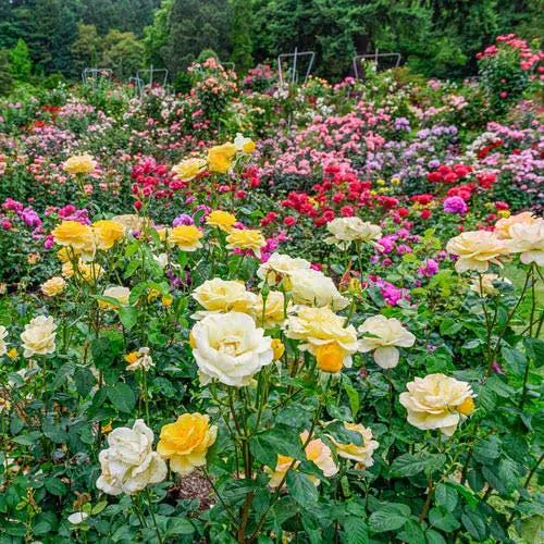 Mixed Roses V772