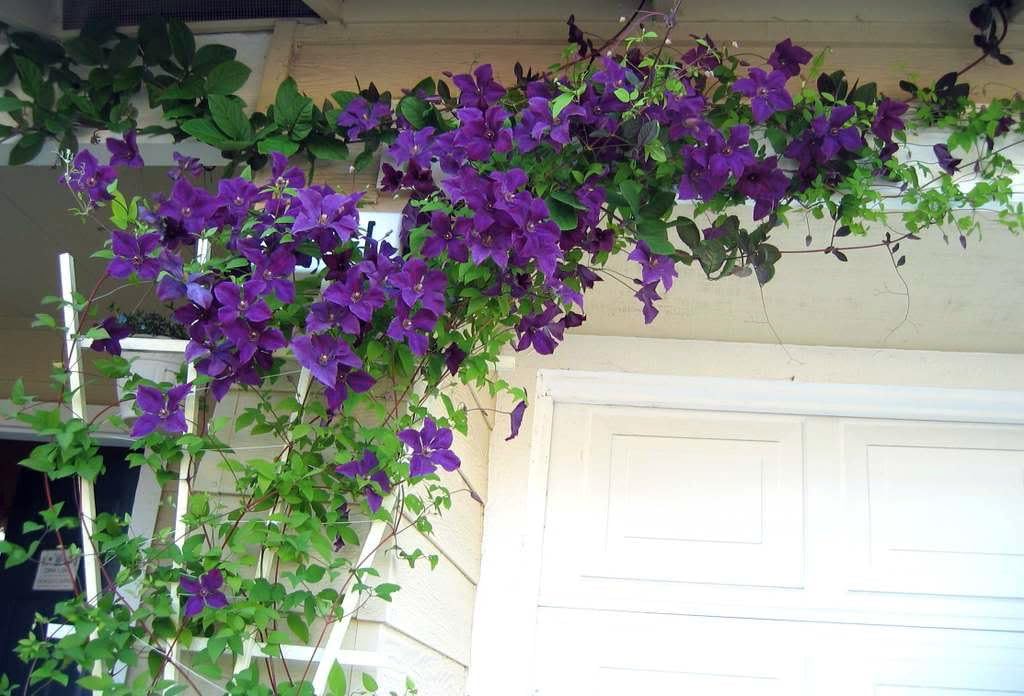 2.5" Pot Clematis Vine H833464