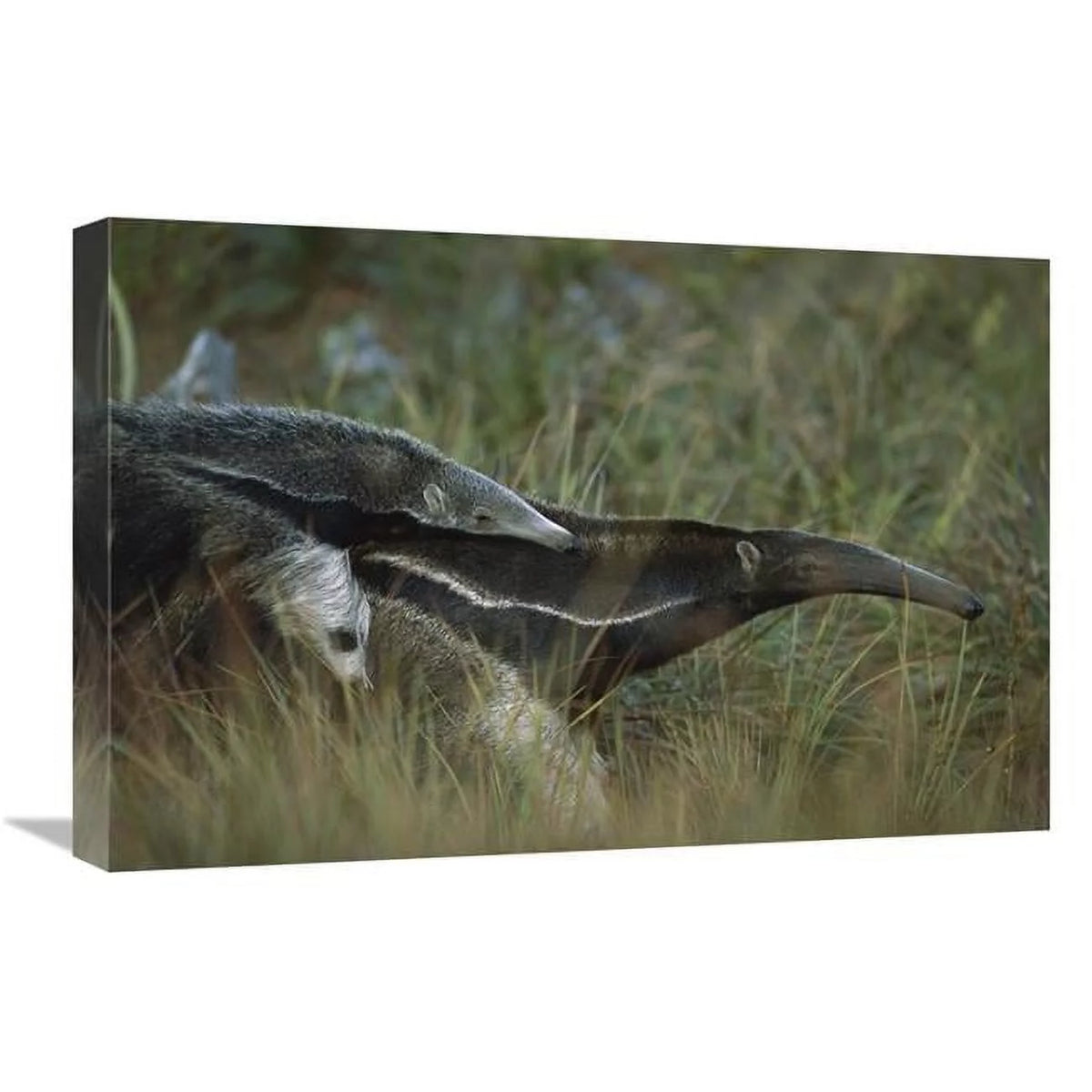 16 x 24 in. Giant Anteater Art Print F590101