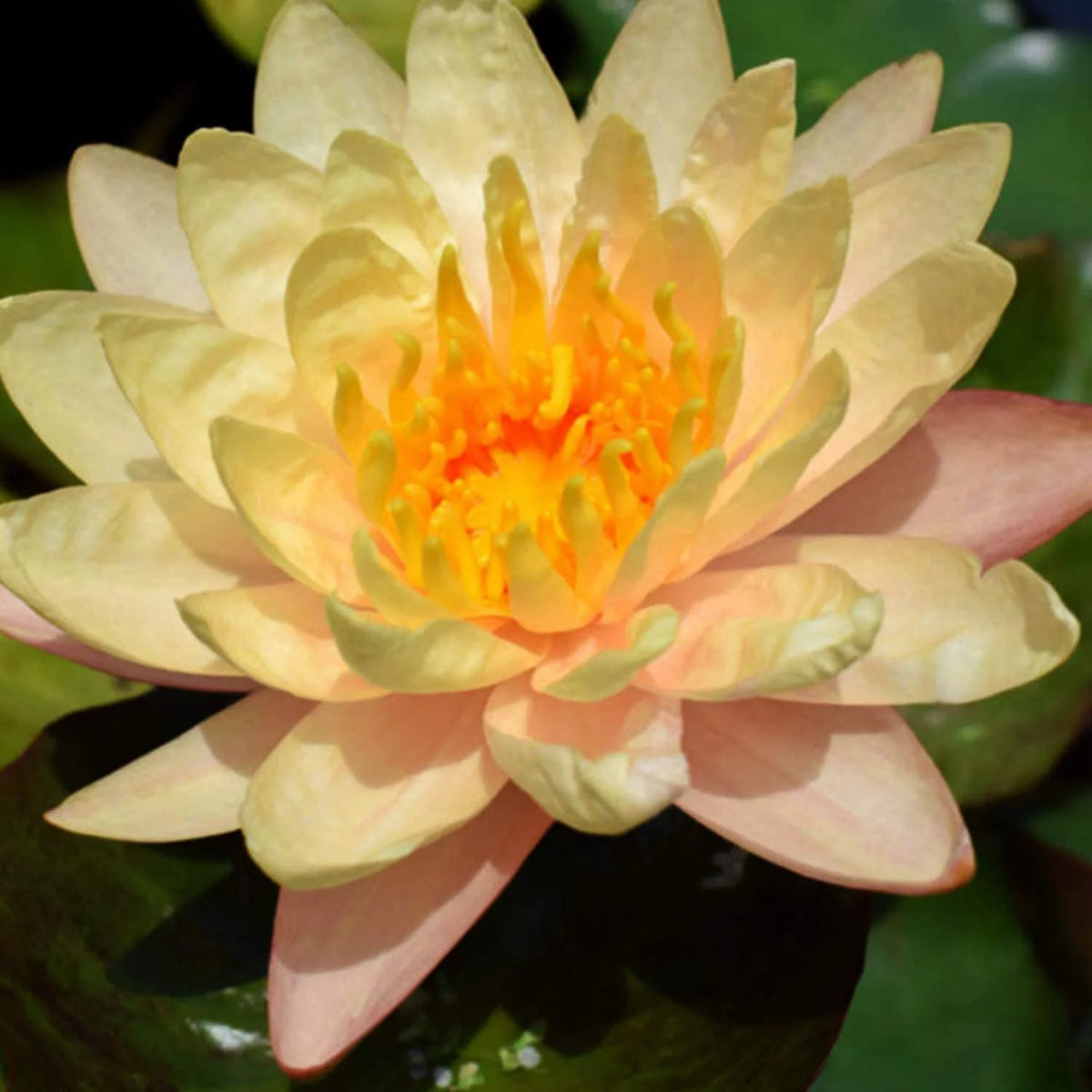 Hardy Water Lily Tuber Aquatic Pond Plant W722030