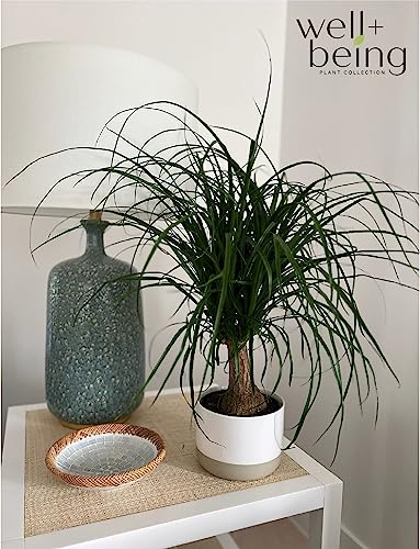 Ponytail Palm Live Houseplant (8-15 inches Tall) in growers pot K2310