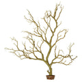 Manzanita Branch 22-inch Tall with Weighted Base V11691
