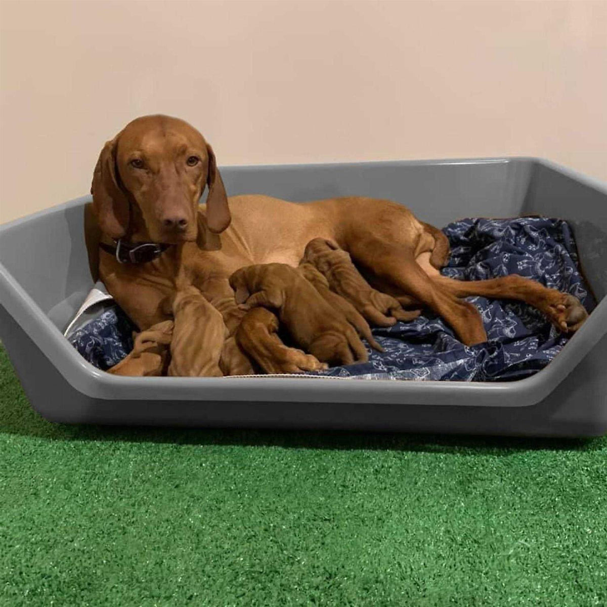 Whelping Dog Box G72663