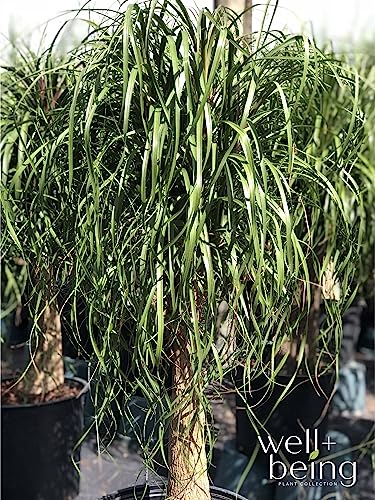 Ponytail Palm Live Houseplant (8-15 inches Tall) in growers pot K2310