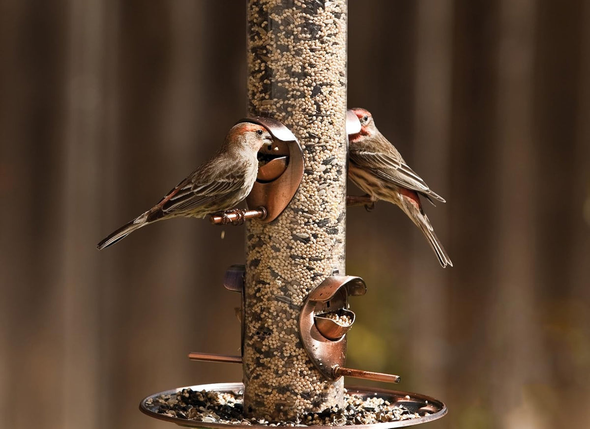 5.5-Pound Wild Bird Food I877876