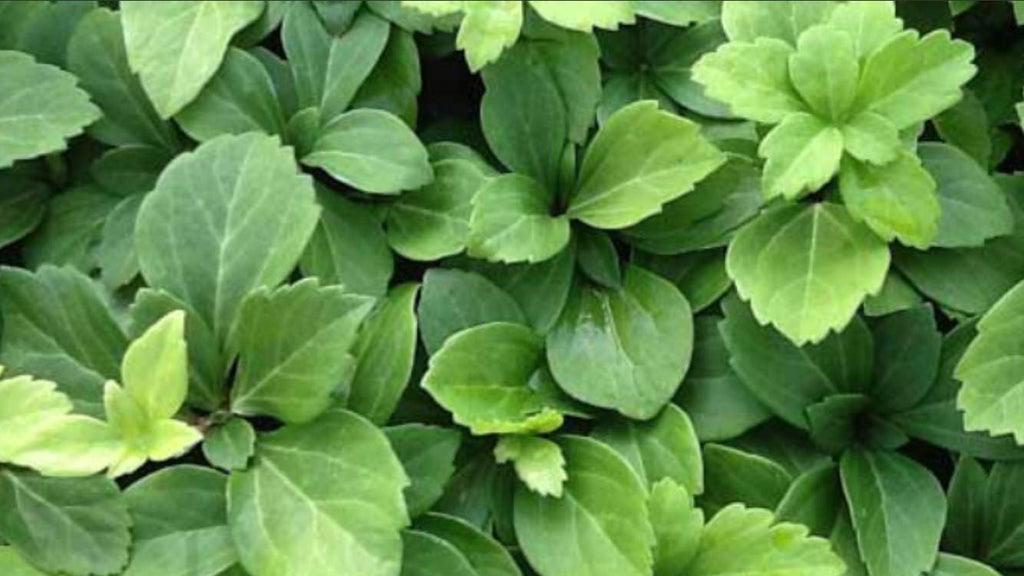100 Bare Root Japanese Spurge Groundcover Plants B16423