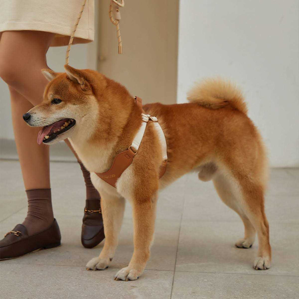 Pet Harness and Leash Set L77593