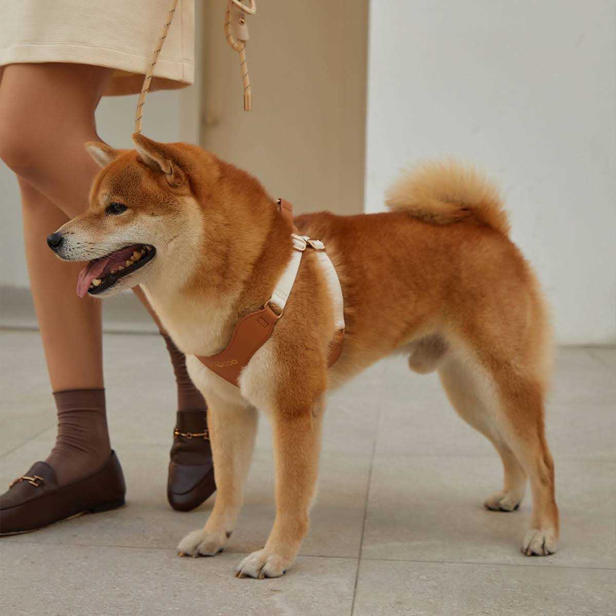 Pet Harness and Leash Set L77593