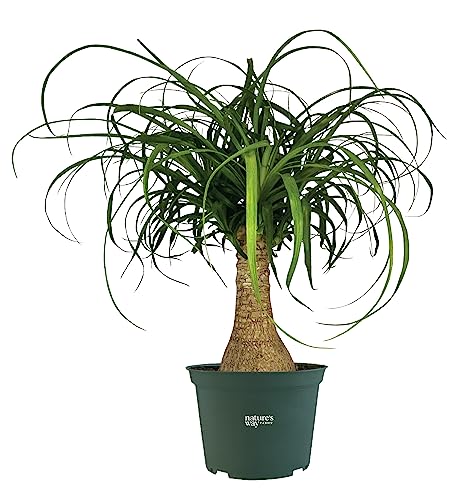 Ponytail Palm Live Houseplant (8-15 inches Tall) in growers pot K2310