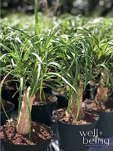 Ponytail Palm Live Houseplant (8-15 inches Tall) in growers pot K2310