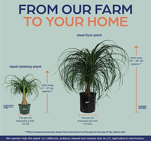 Ponytail Palm Live Houseplant (8-15 inches Tall) in growers pot K2310