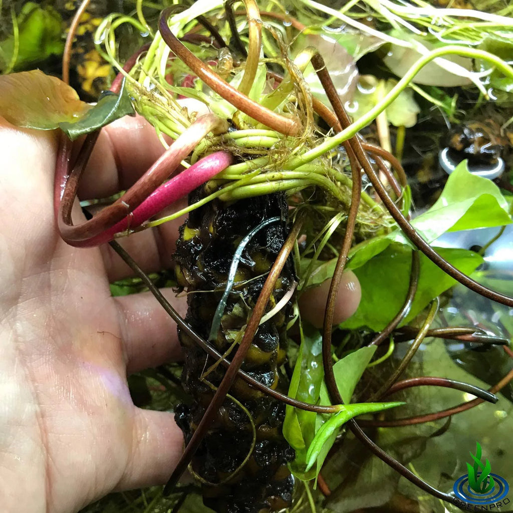 Hardy Water Lily Tuber Aquatic Pond Plant W722030