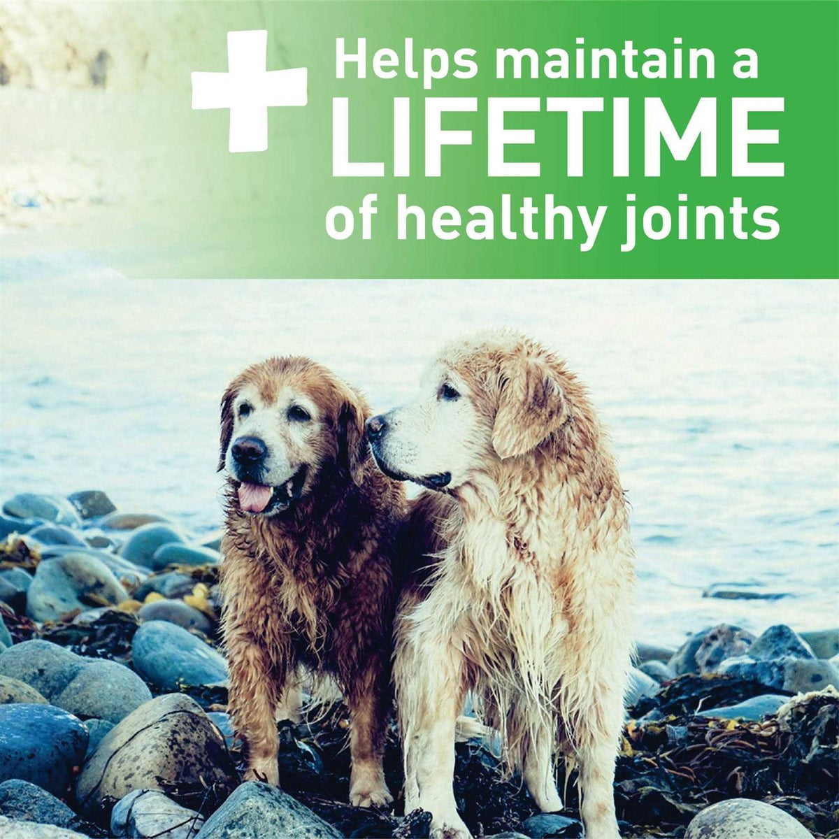 Dental Dog Treats F7033