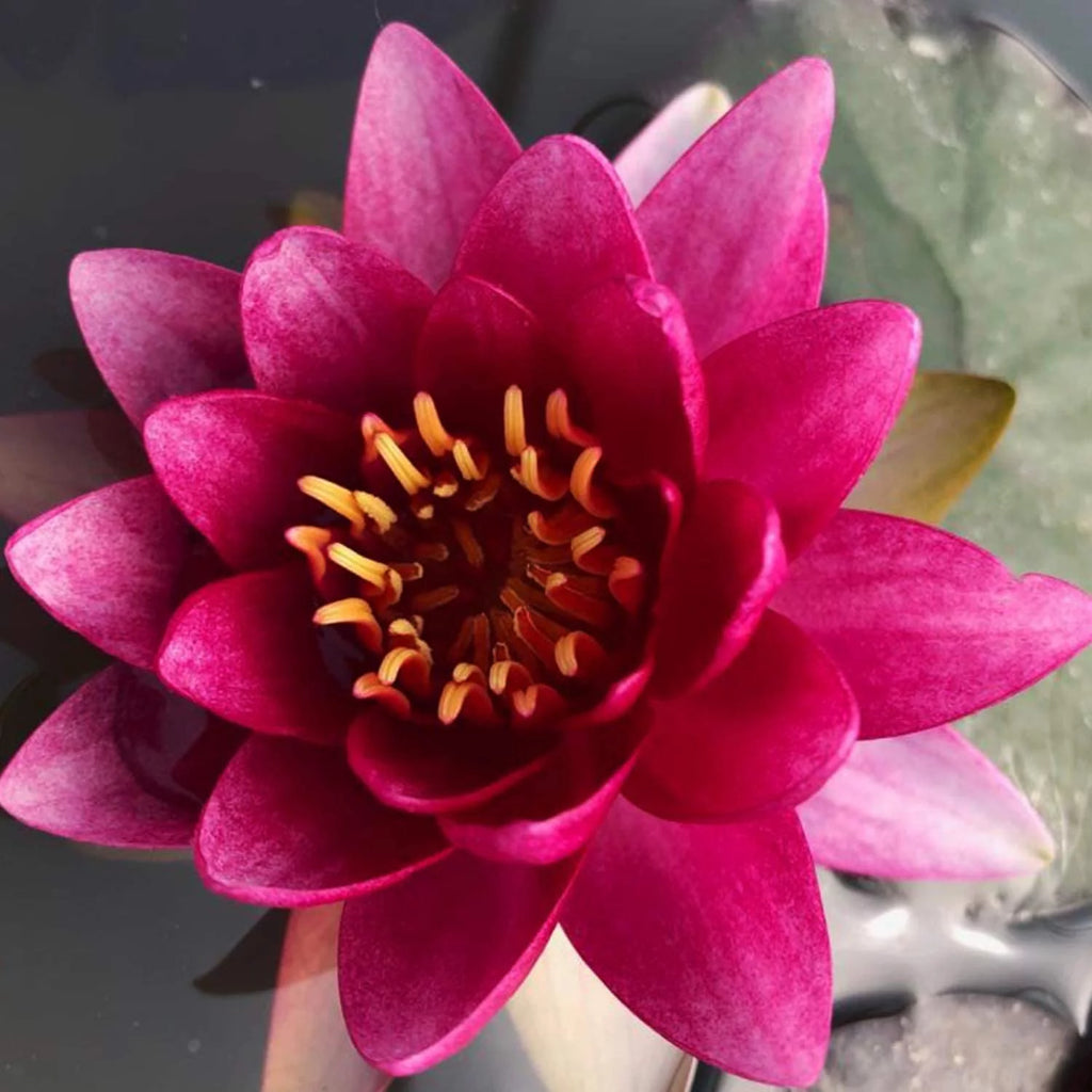 Hardy Water Lily Tuber Aquatic Pond Plant W722030