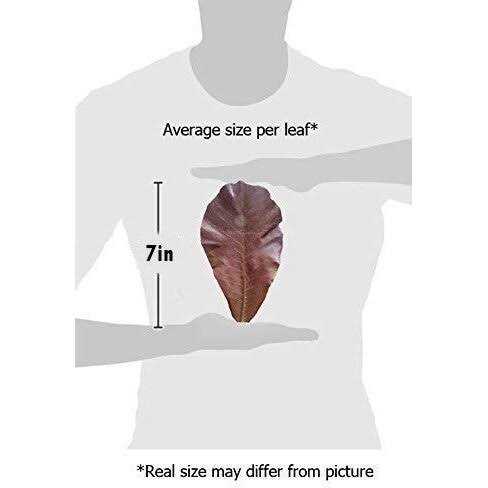 Hermit Crab & Snail Catappa Leaves J74074