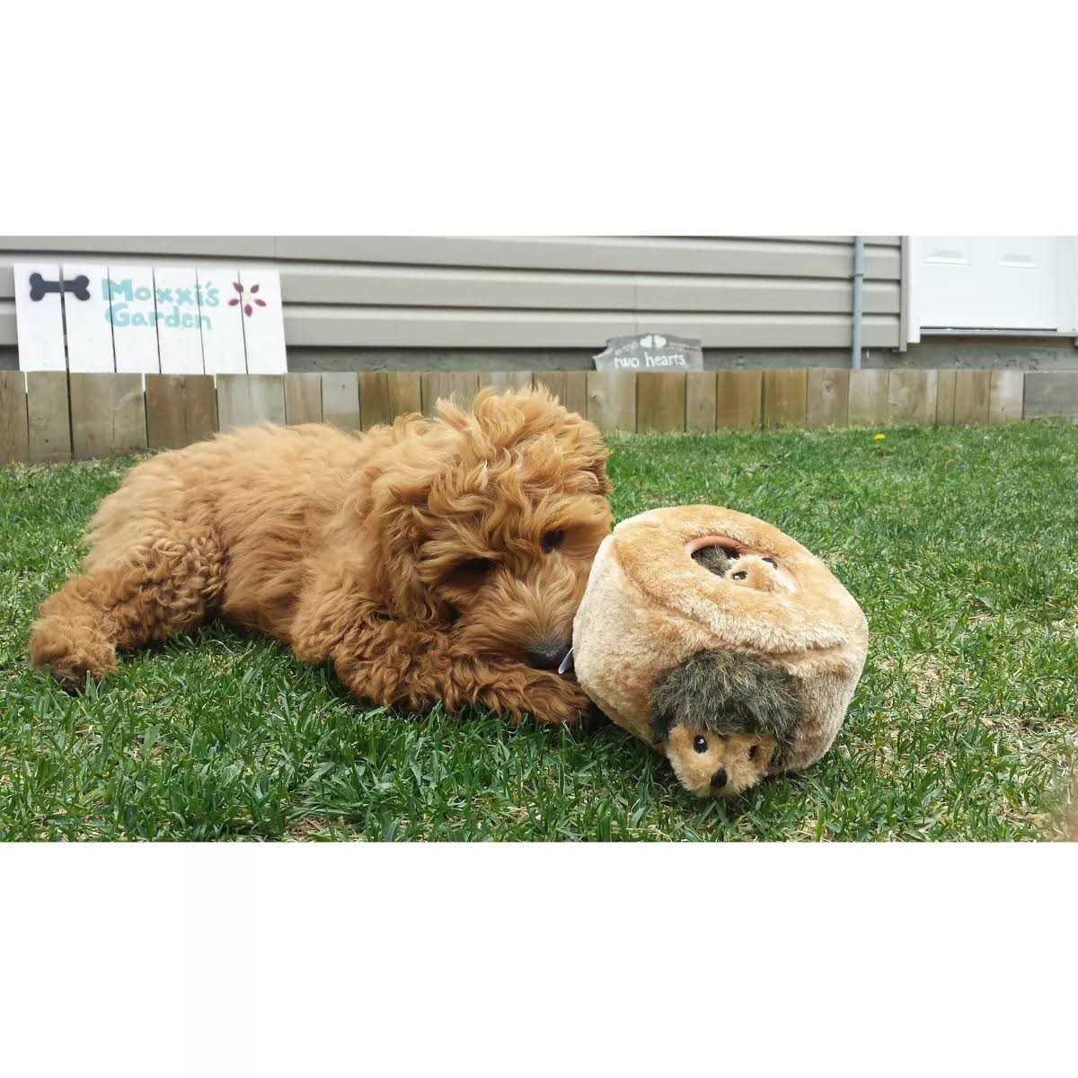 Dog Toy C41883