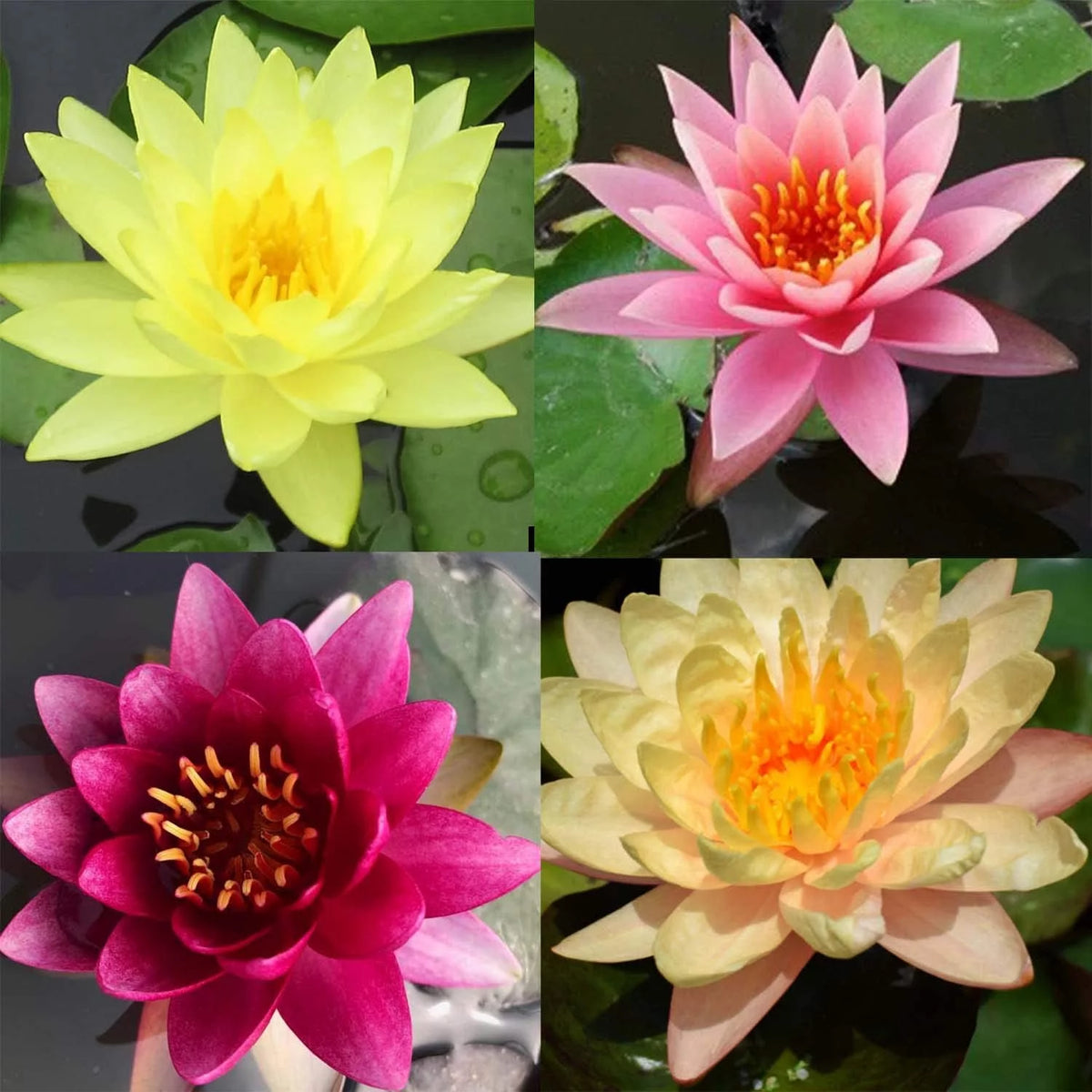 Hardy Water Lily Tuber Aquatic Pond Plant W722030