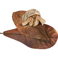 Hermit Crab & Snail Catappa Leaves J74074