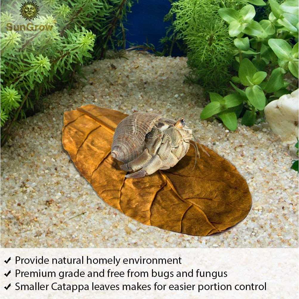 Hermit Crab & Snail Catappa Leaves J74074