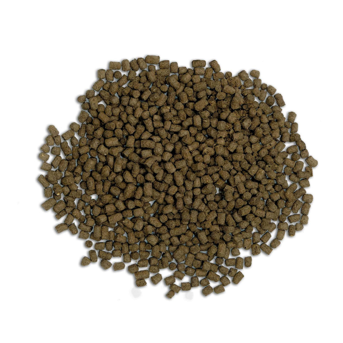 Bug Bites Cichlid I372